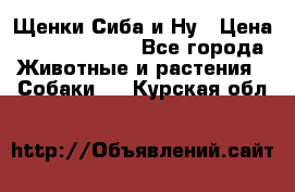 Щенки Сиба и Ну › Цена ­ 35000-85000 - Все города Животные и растения » Собаки   . Курская обл.